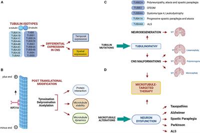 Editorial: Tubulinopathies: fundamental and clinical challenges